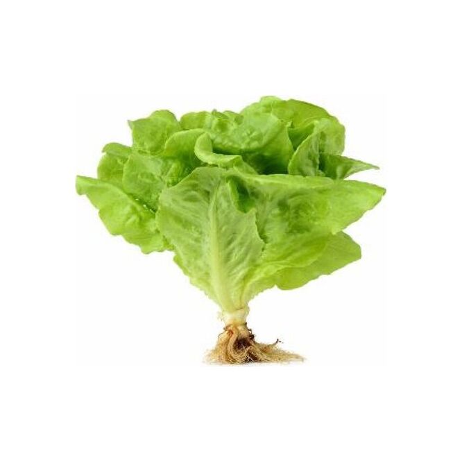 Lechuga hidropónica blanca por unidad