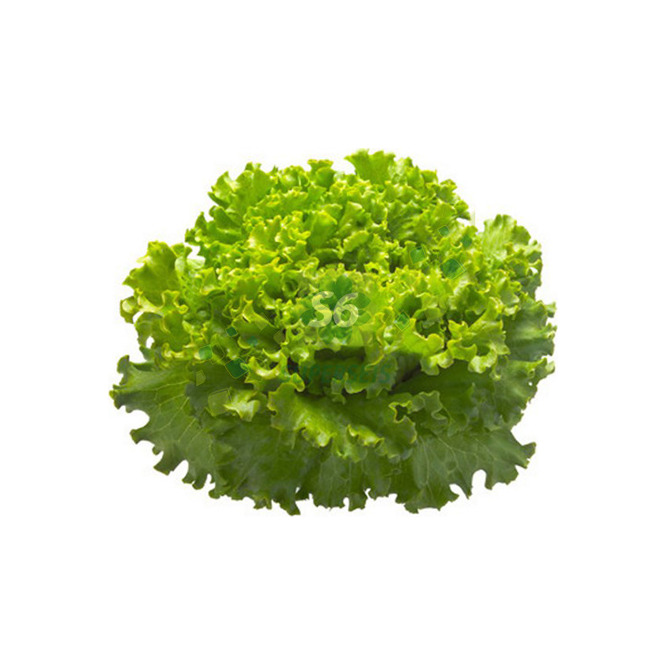 Lechuga Piratí Ecológica por Unidad
