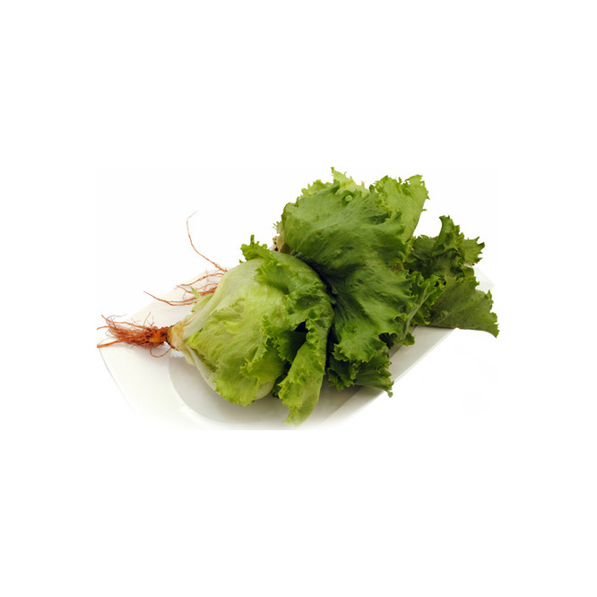 Lechuga Mantecosa por Unidad