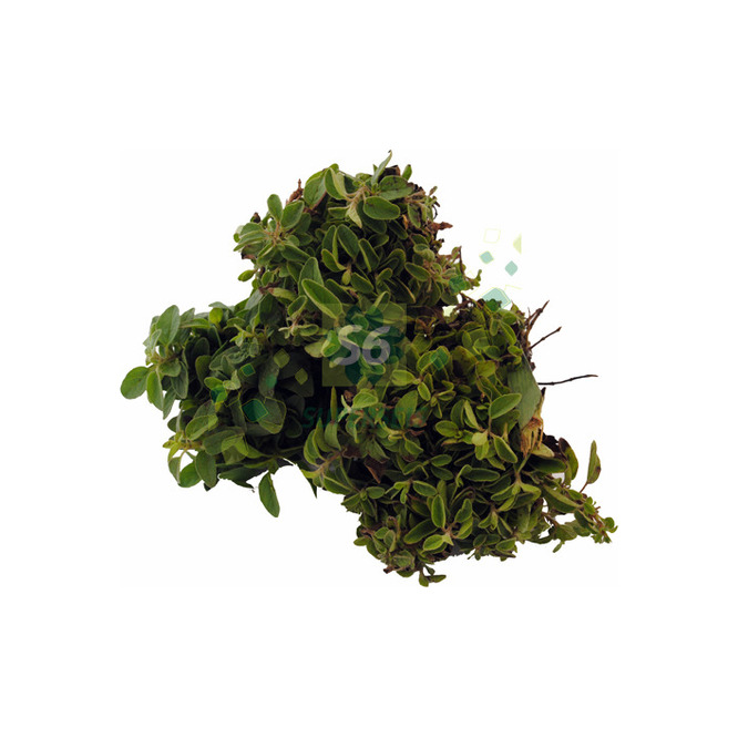 Oregano por unidad