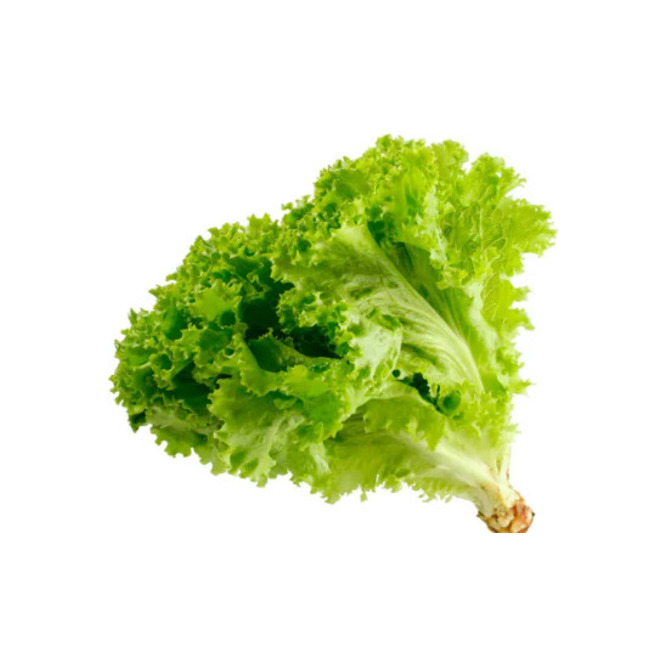 LECHUGA PIRATI HIDROGREEN UN