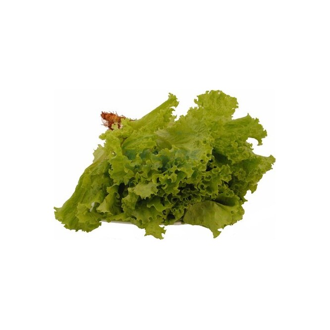 Lechuga Piratí por unidad