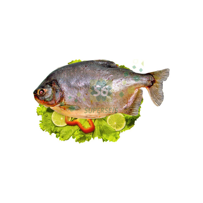 Pescado Pacú por kilo
