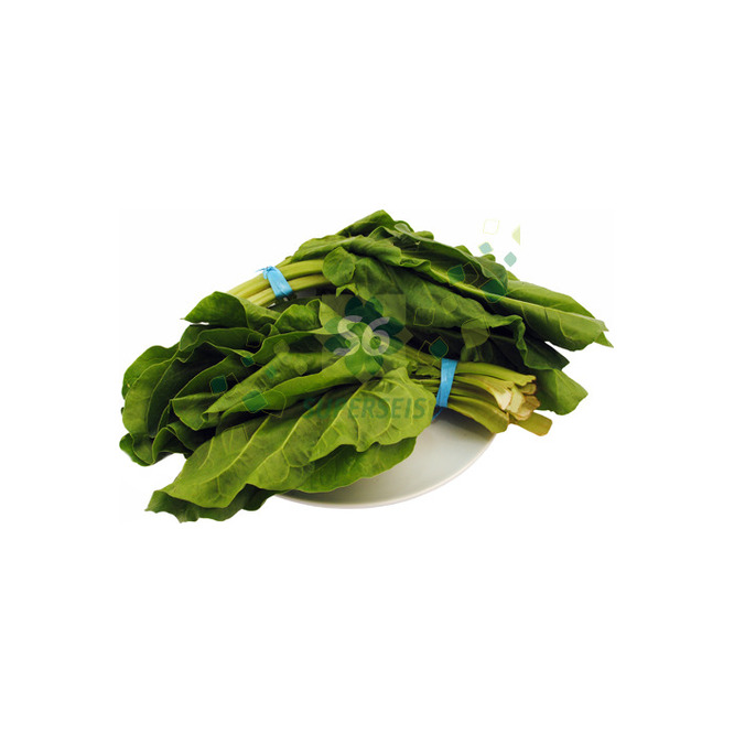 ACELGA NACIONAL X MAZO