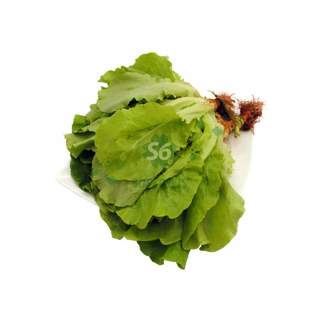LECHUGA BLANCA X UN